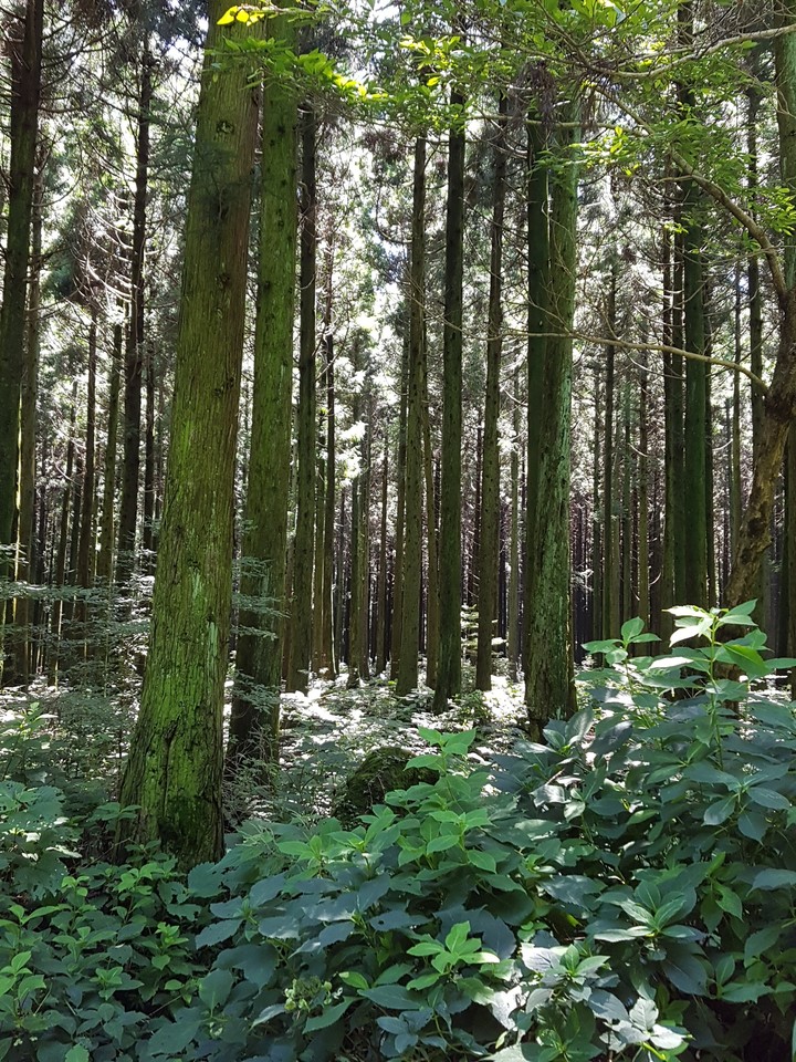 wood