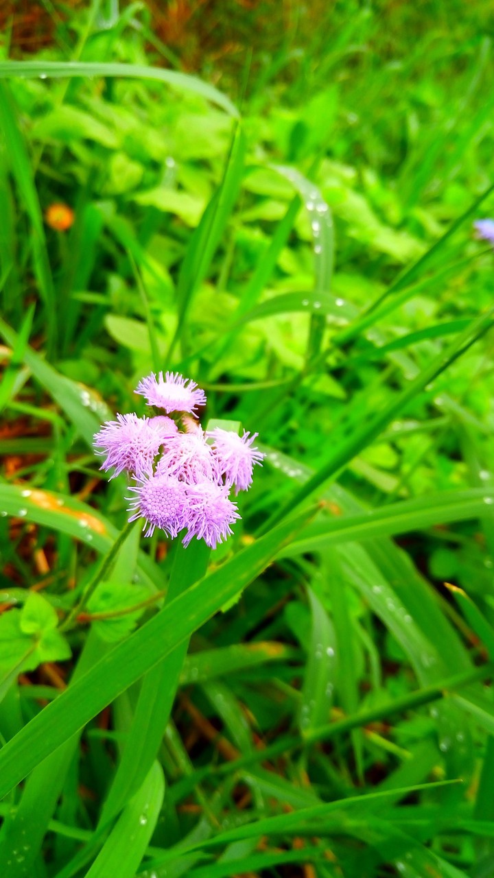 flowers