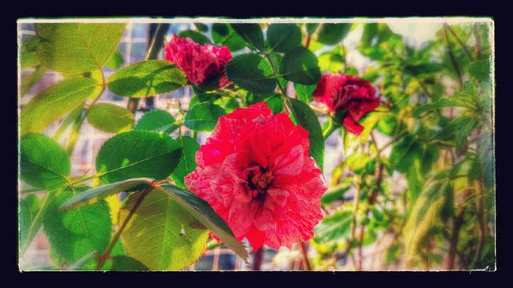 flowers 2