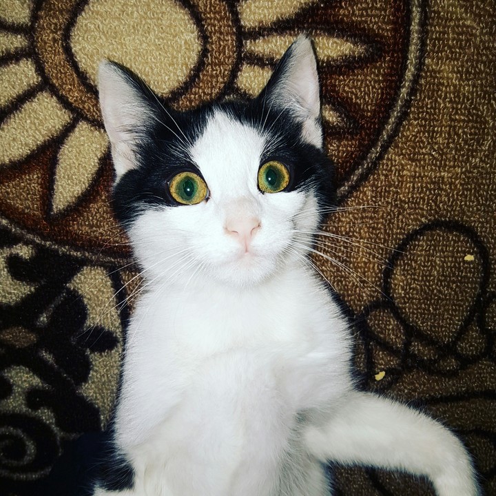 my  cat 