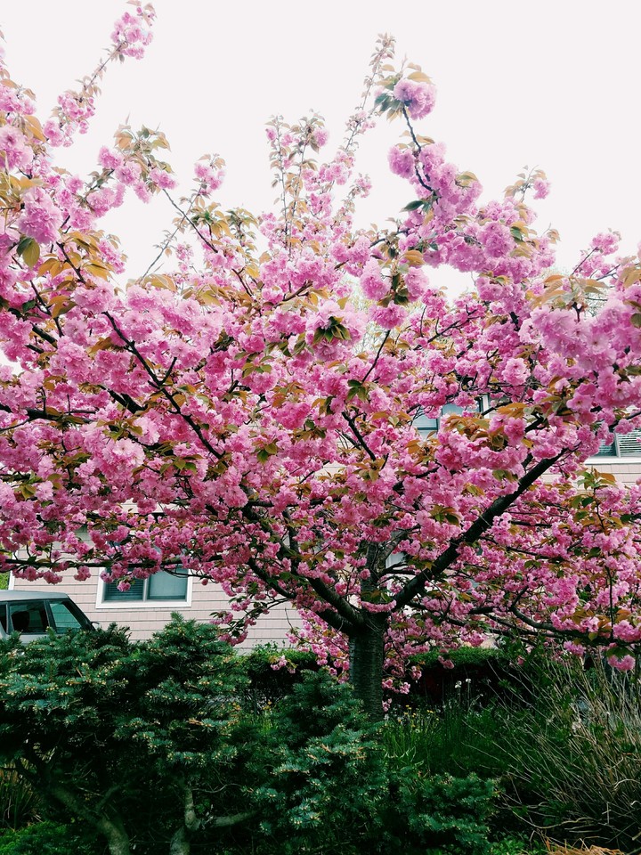 Blossoming Cherry Tree