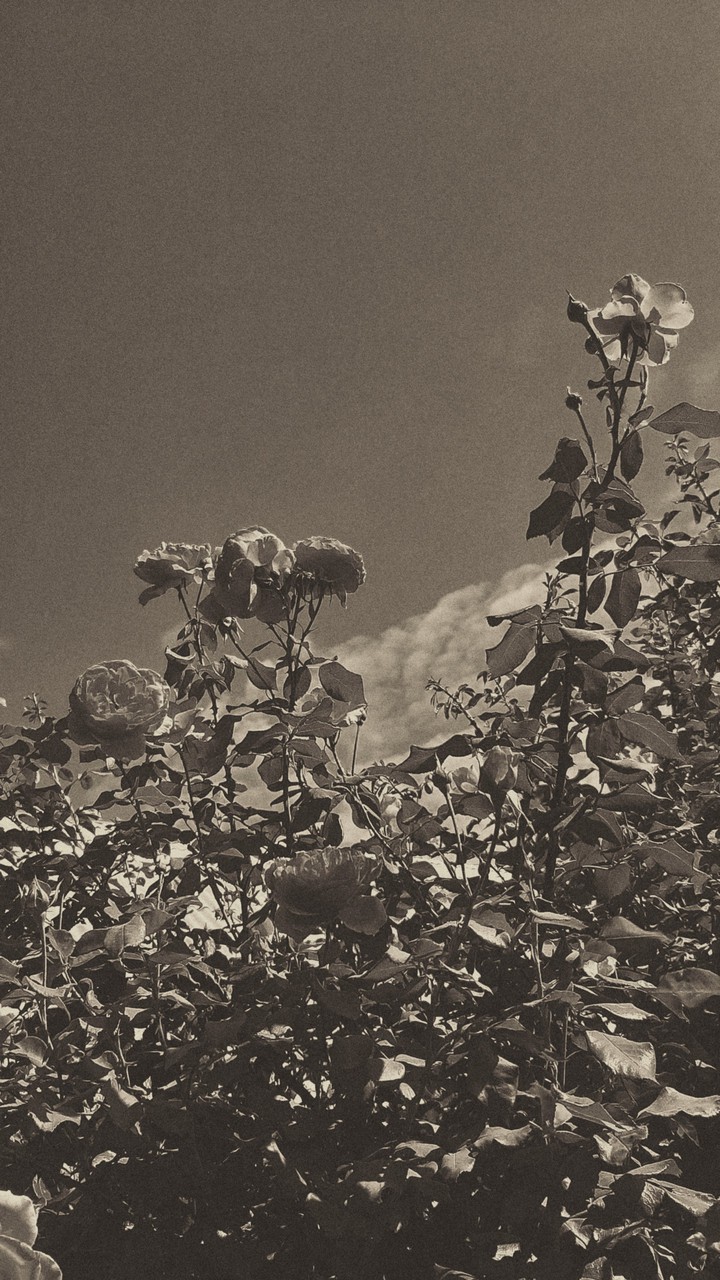 roses