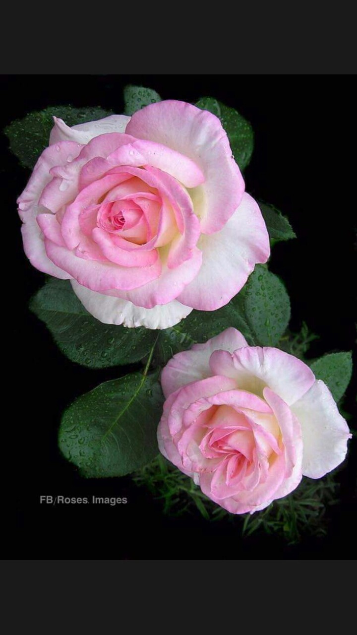 fb rose