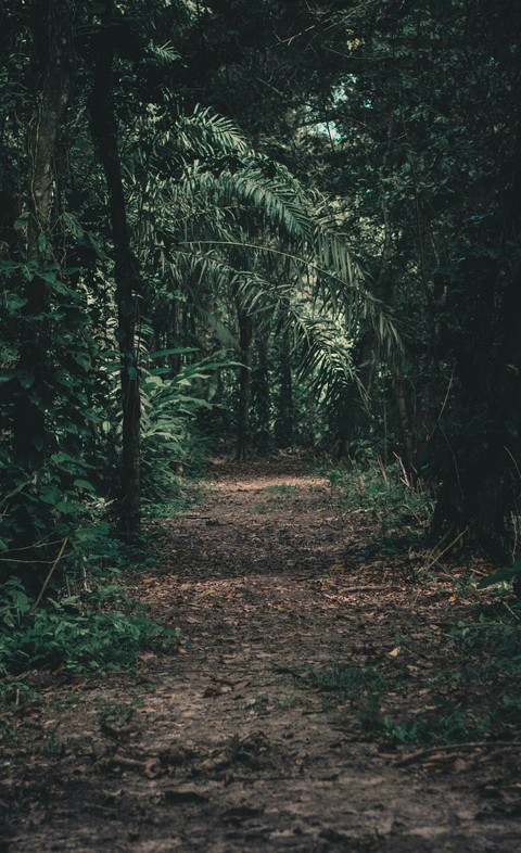 nature