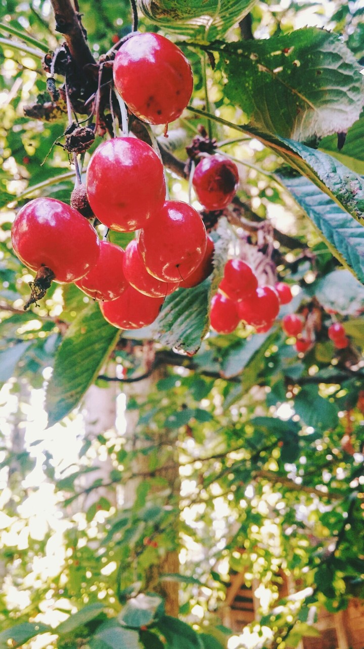 cherrys