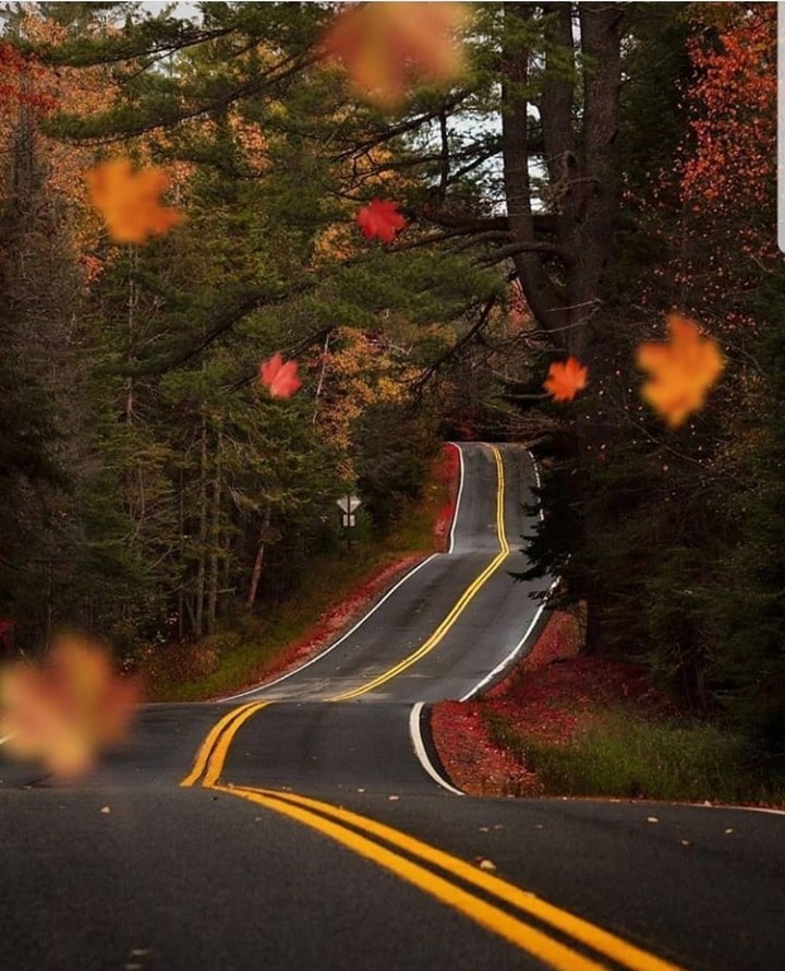Camino