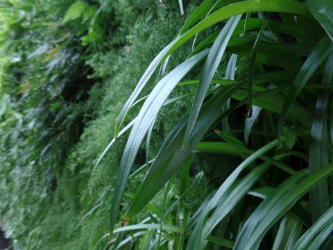 grass