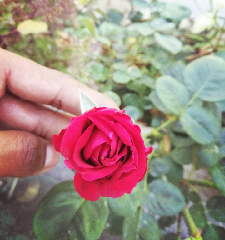 rose