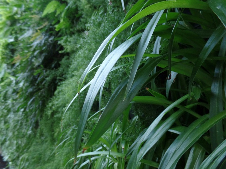 grass