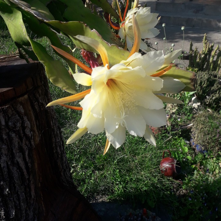 cactusflower