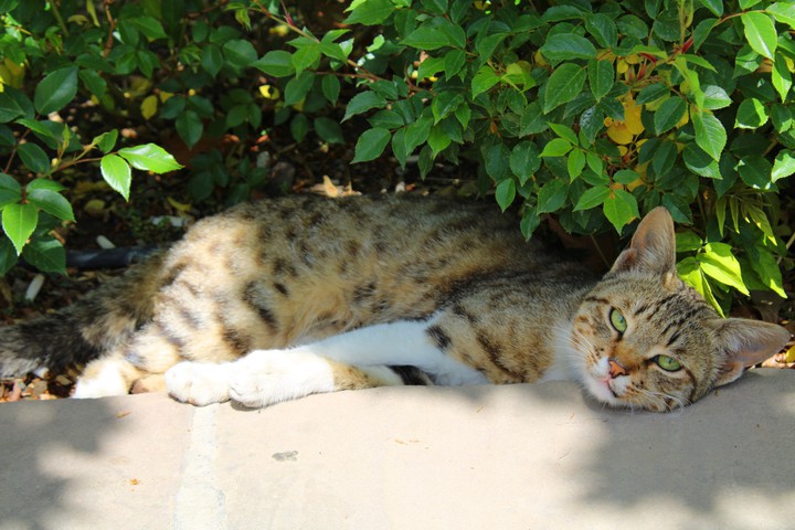 Cat