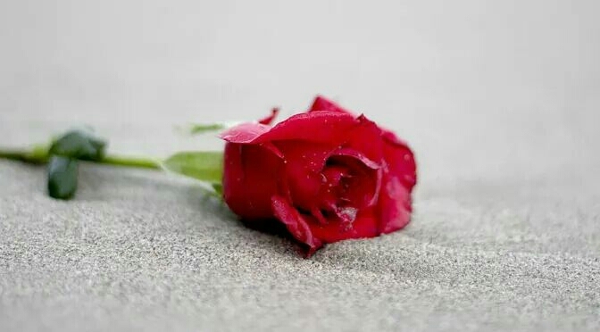 rose