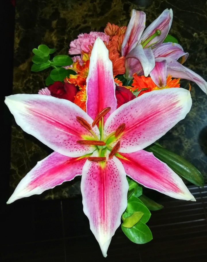 Lily