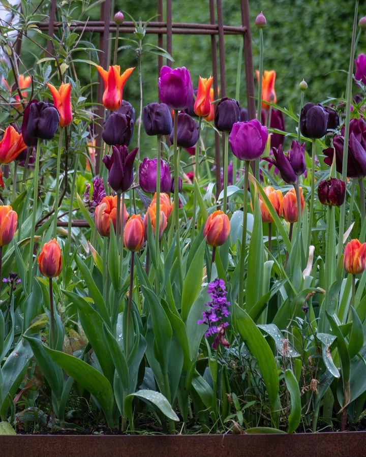Tulip