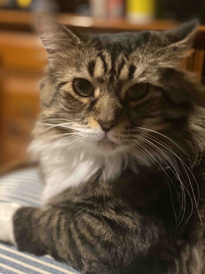 Sofie Maine Coon