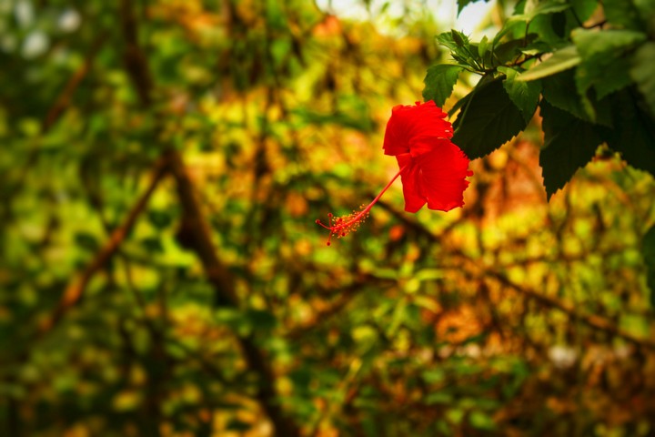 shoeflower