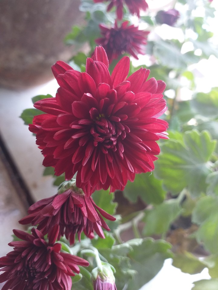 Glow like A Colour of flower....