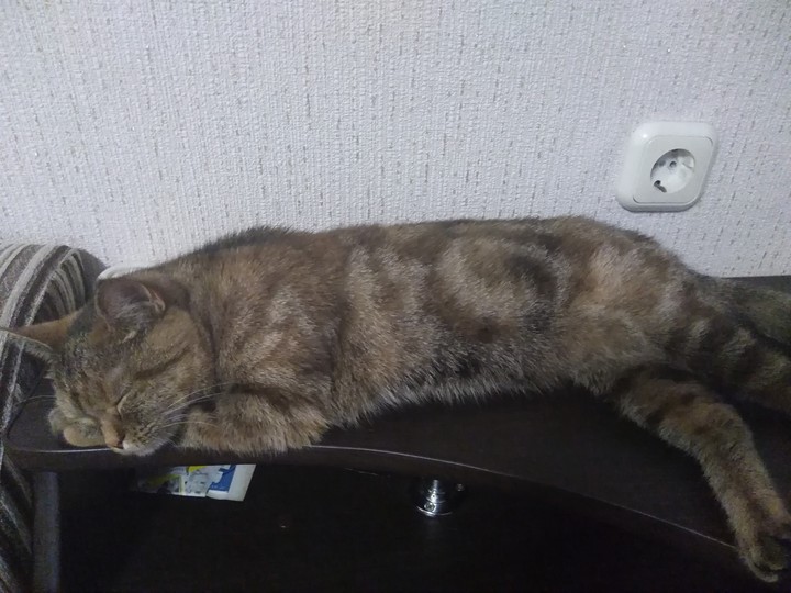 сладкий сон, кошка Марта ?