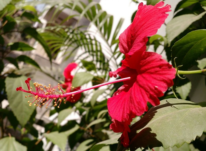 Chinese Hibiscus Beautiful flower