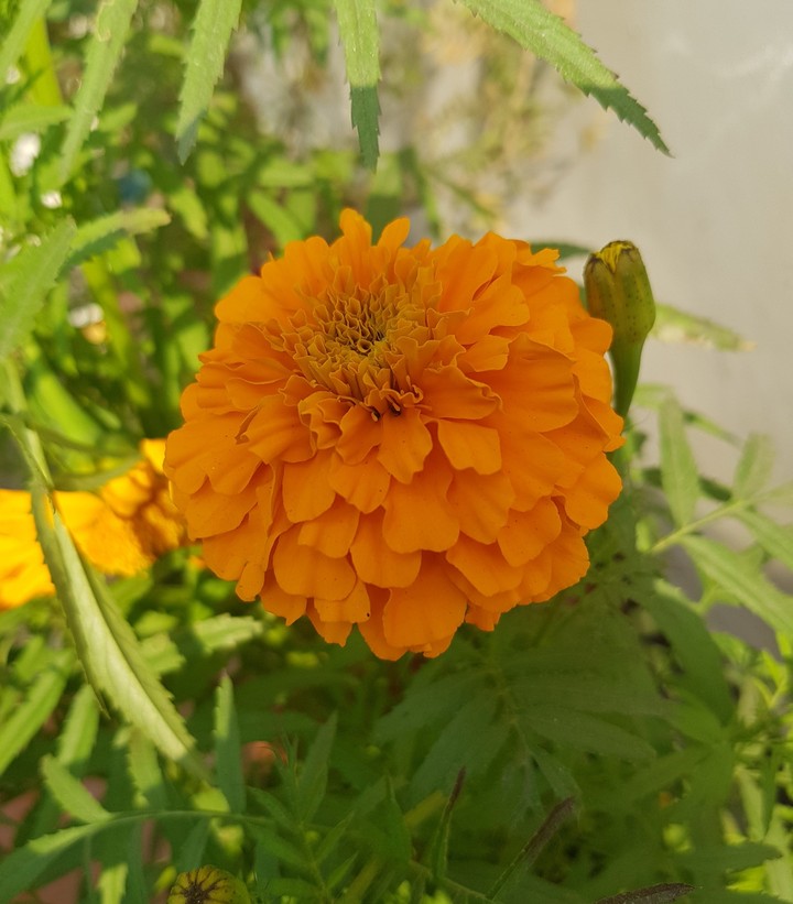 yellow beauty