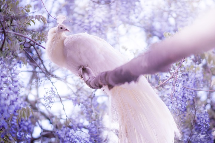 blanco