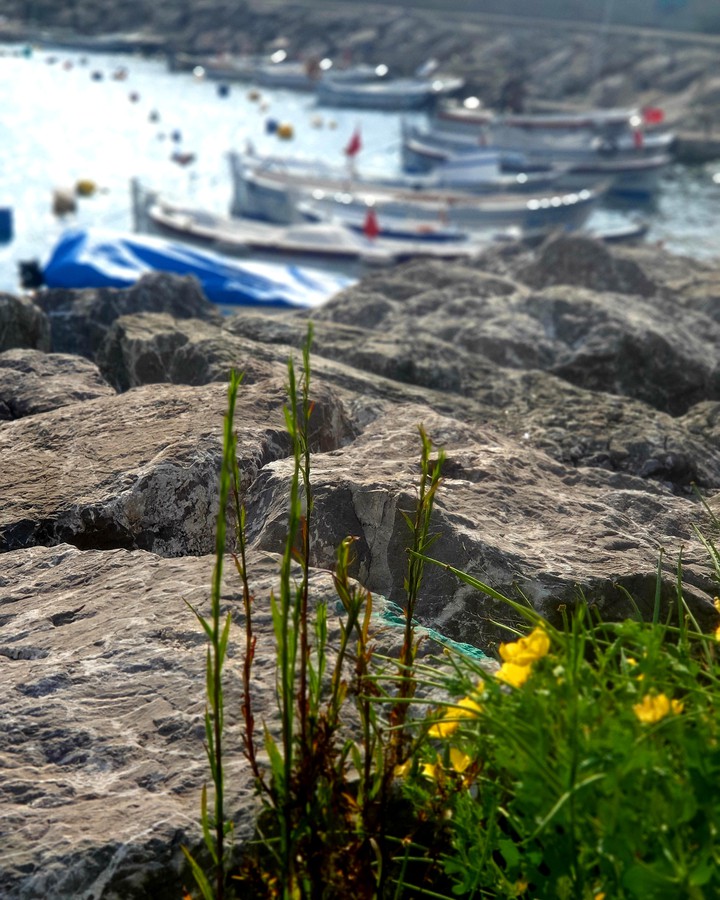Sea dreams