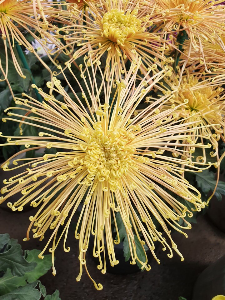 菊花