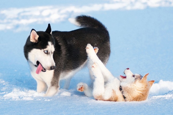 snow is fun ;)