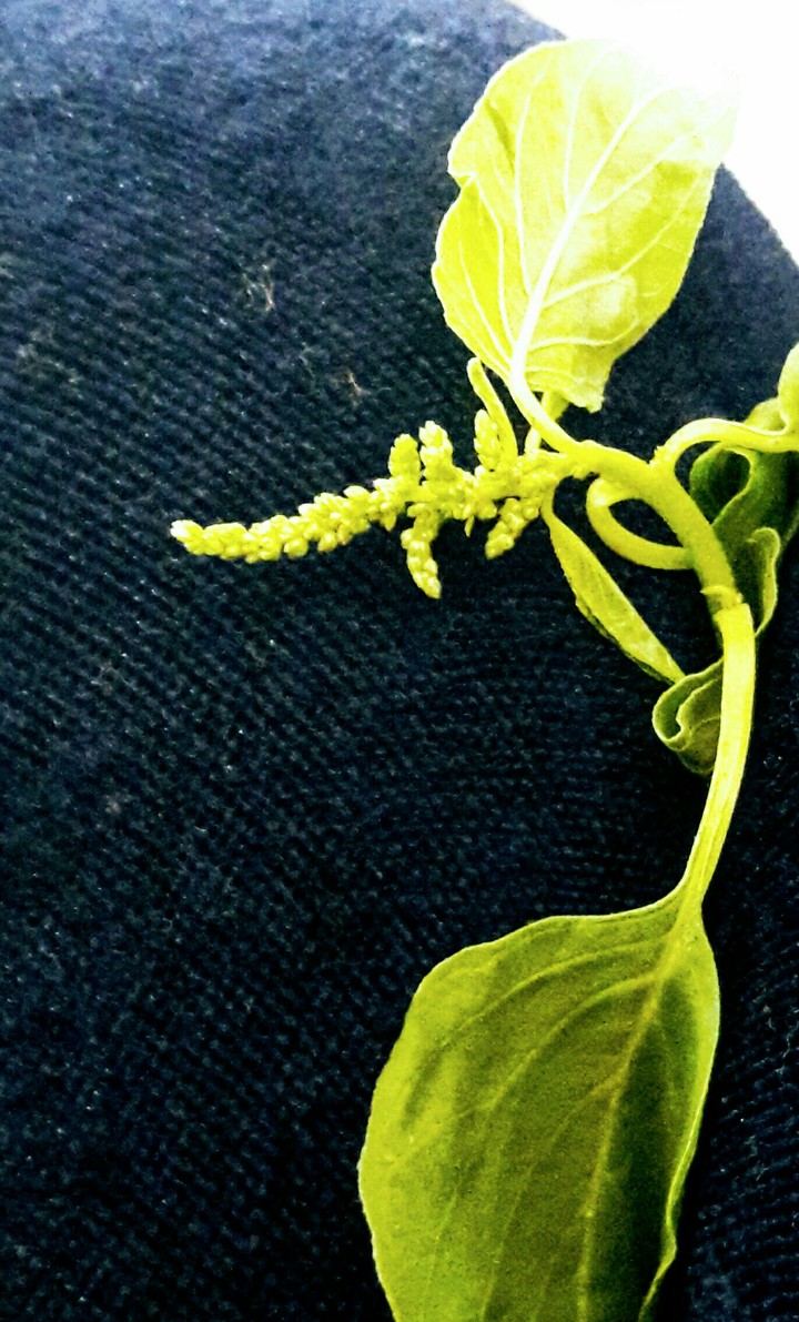 vege