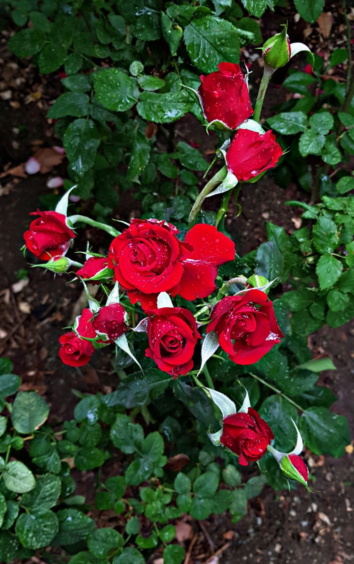 Rose