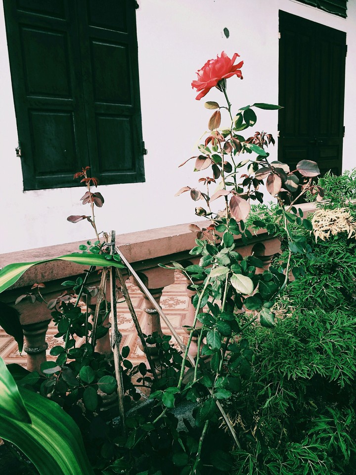 Red Rose