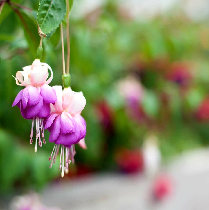 purple flowers in the garden