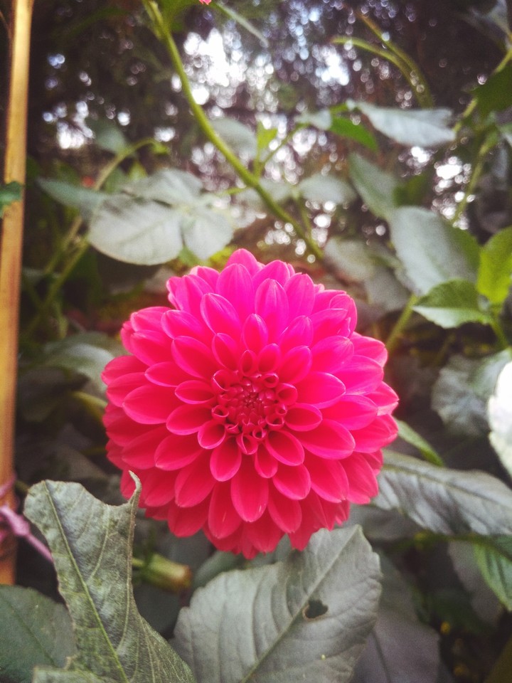 pink Dalhia