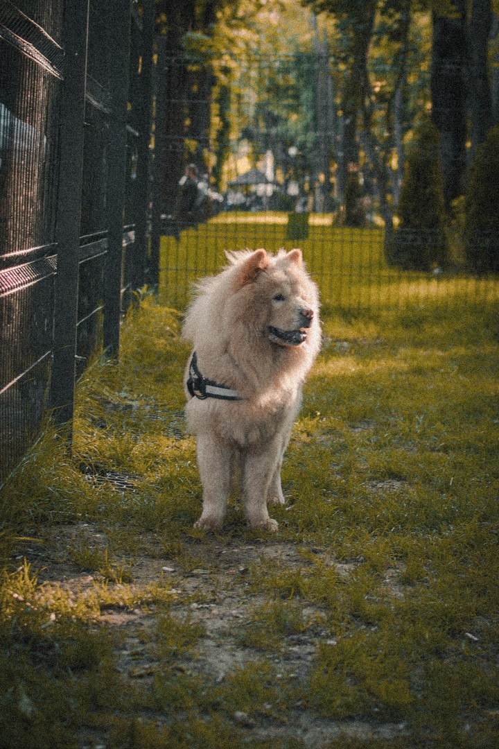 Doggo