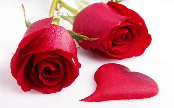 red rose
