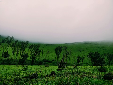 serine greenery