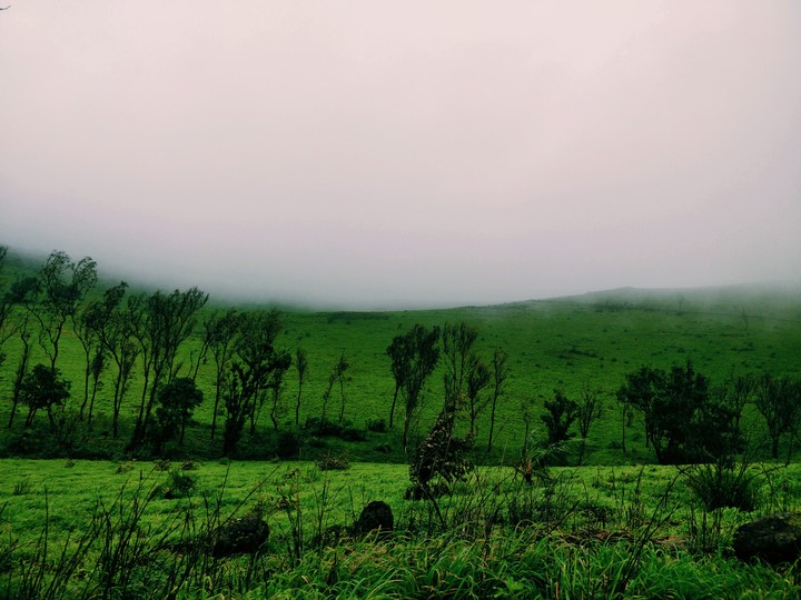serine greenery