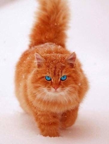 синеглазое мяучело