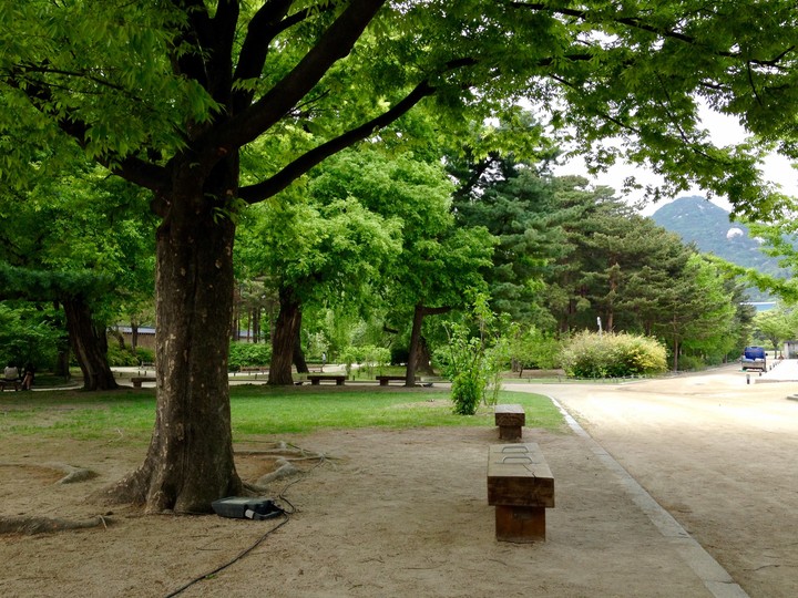 under the trees in the palace