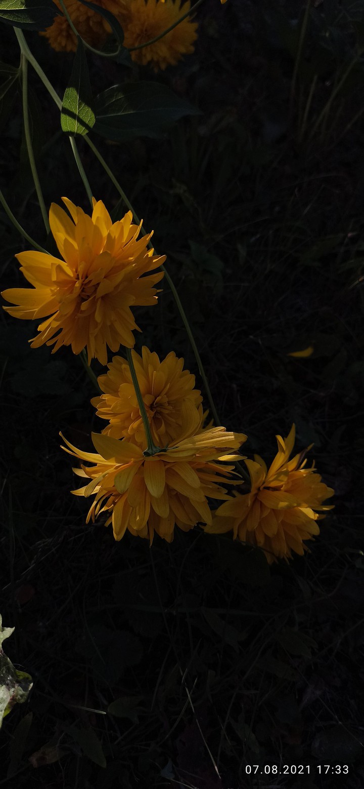 yellow
