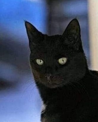 кошка