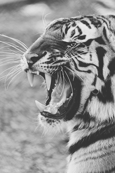 tiger