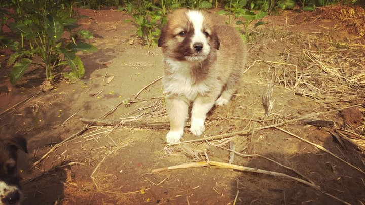 Small Dog