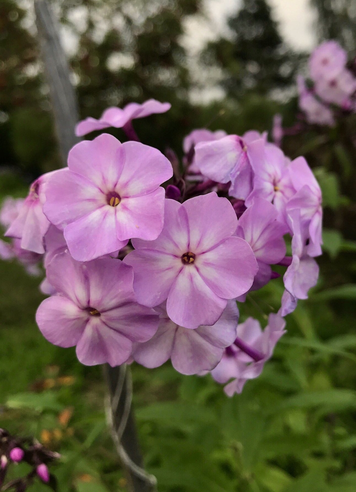 pink flora