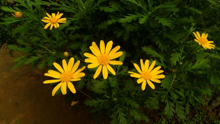 kerala flowers