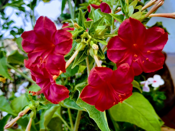 My Garden
