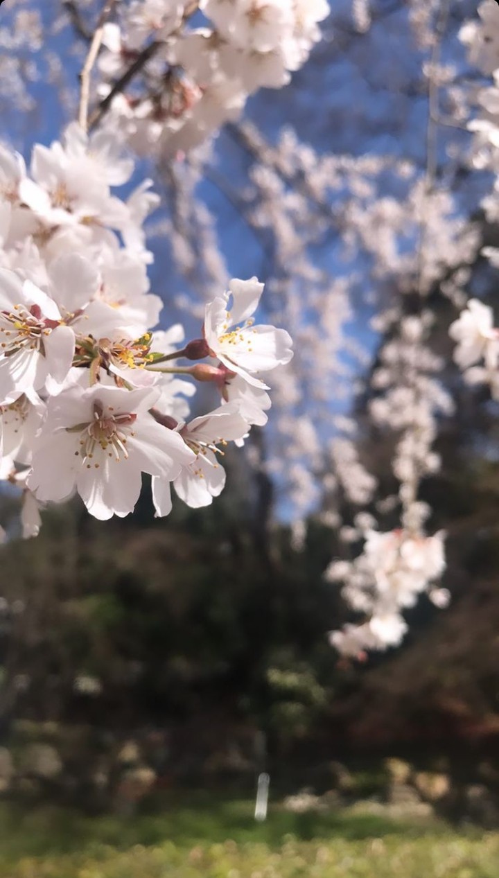 sakura