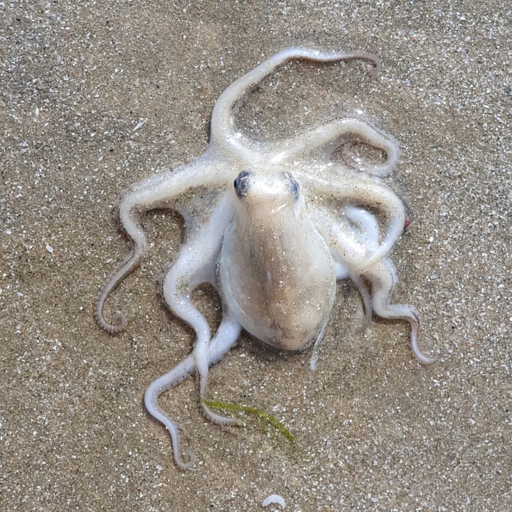 sealife