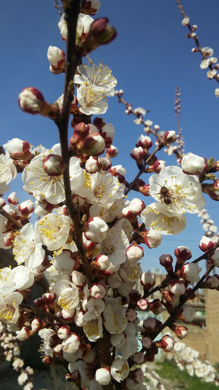 شکوفه های بهاری