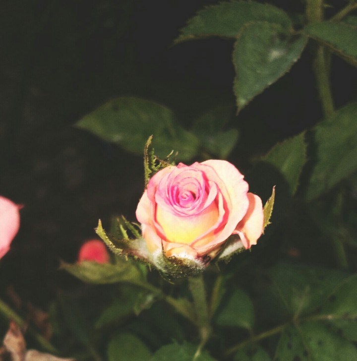 Rose